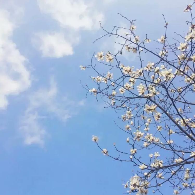 神谷熏（身份：神谷活心流代理师父、女主角） - 网络短剧全集在线观看 - 网络追剧